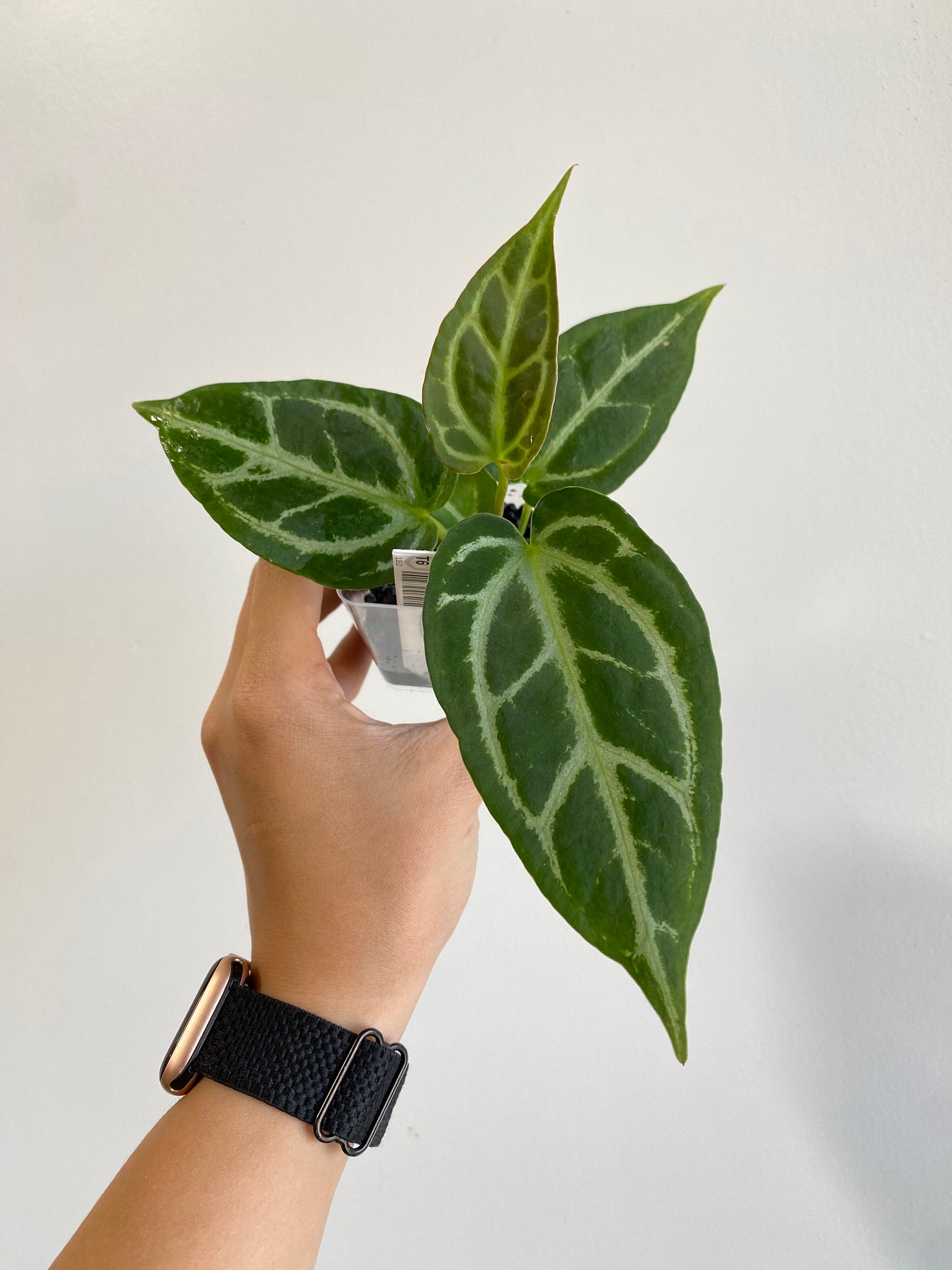 Anthurium crystallinum × warocqueanum Grower's Choice *Now In Stock* (5385P:G) | Rare Aroid