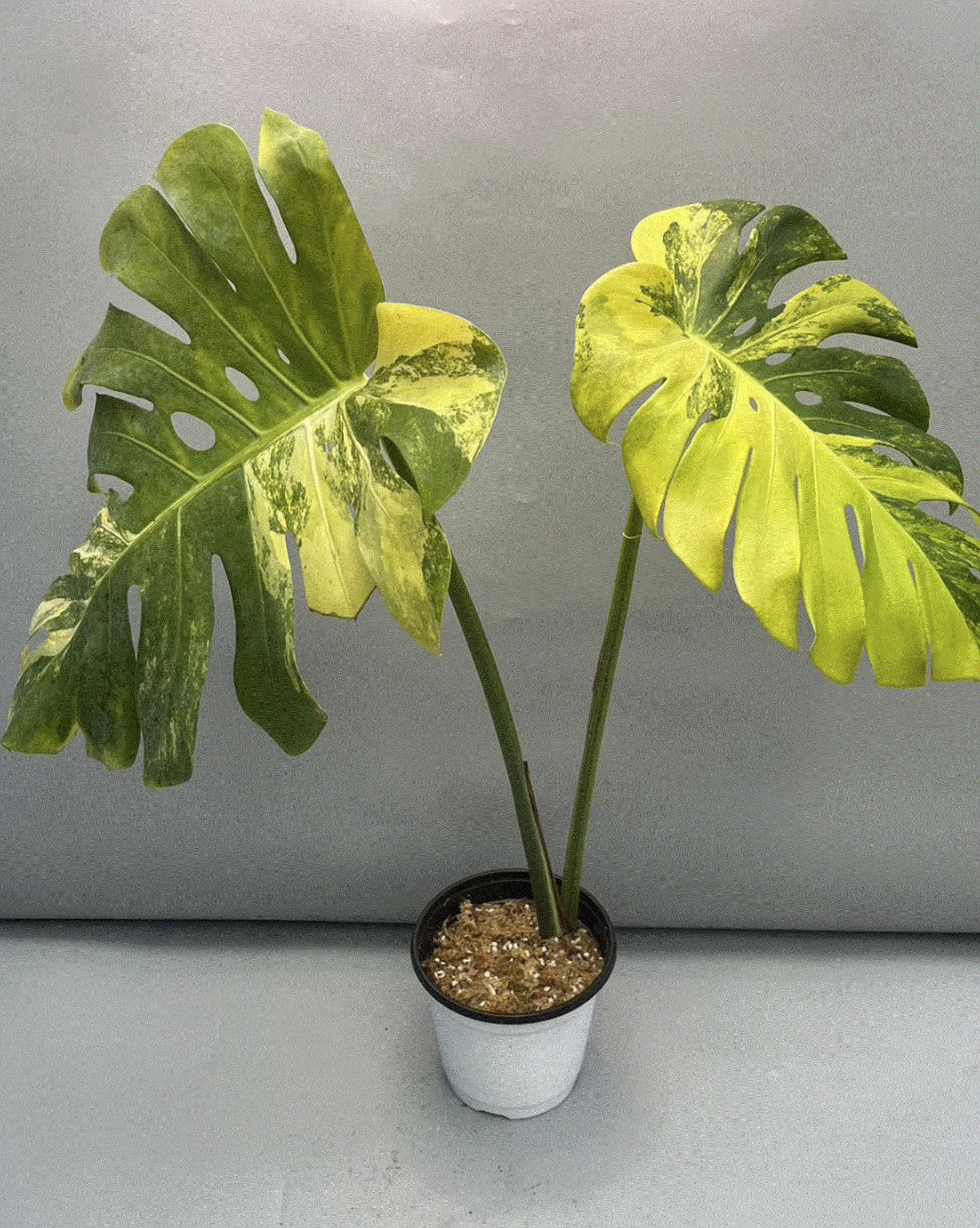 yellow variegated monstera Monstera "Yellow Marilyn" variegated TC plantlet *Preorder*