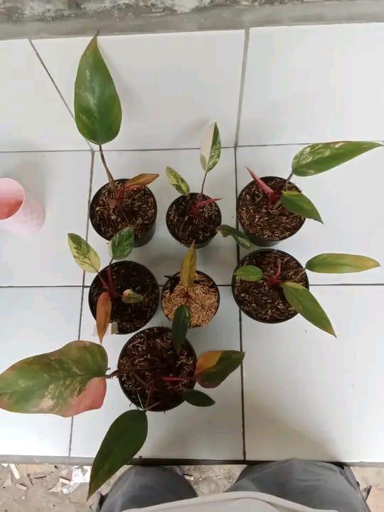 Philodendron "Strawberry Shake" variegated *Preorder* (5561P:G) | Rare Aroid