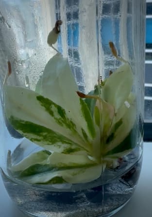 Nepenthes "St. Gaya" variegated TC Plantlet *Preorder* (3565P:2)