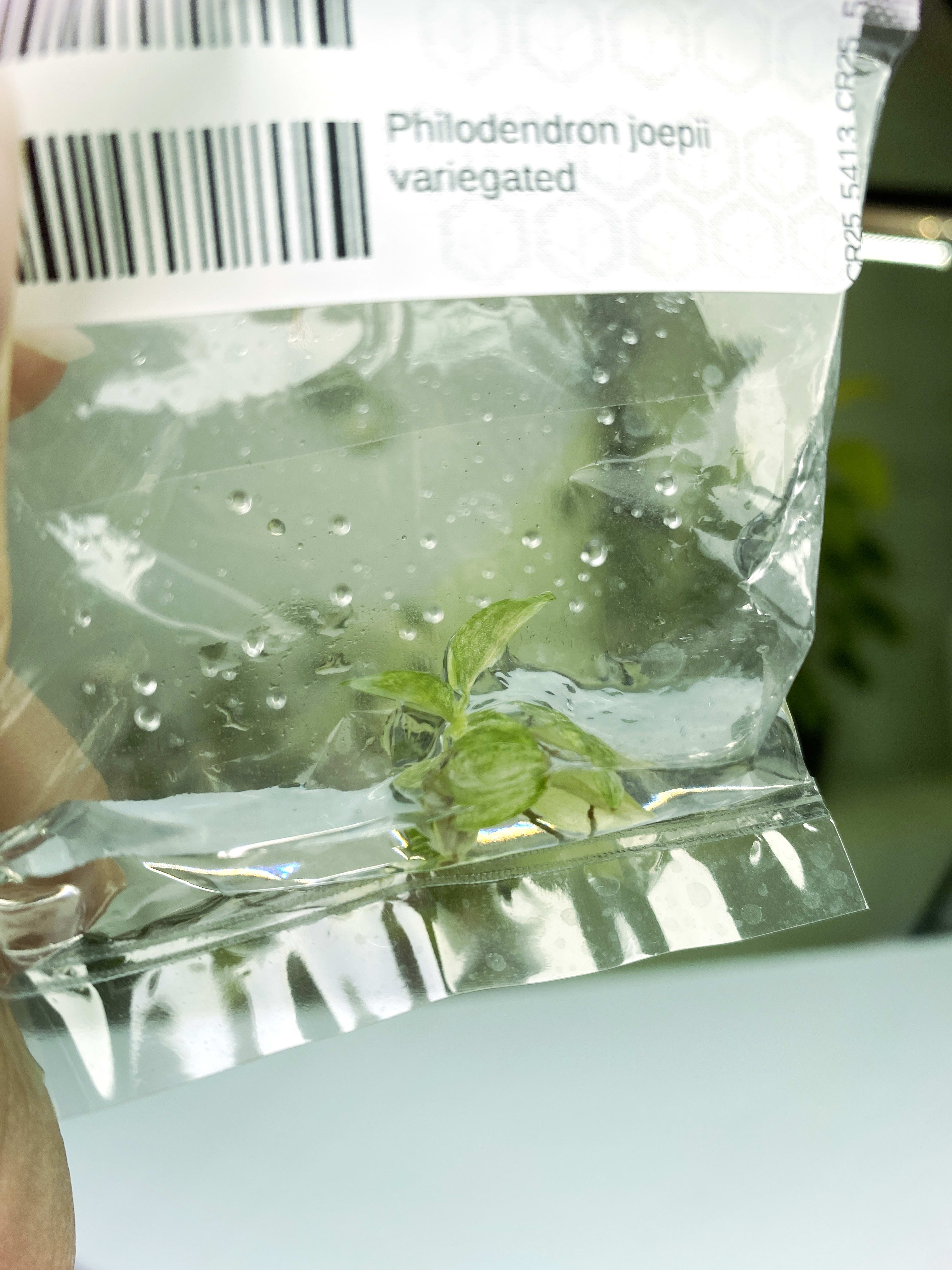 Philodendron joepii variegated TC plantlet (2F9) [1361] Rare Aroid