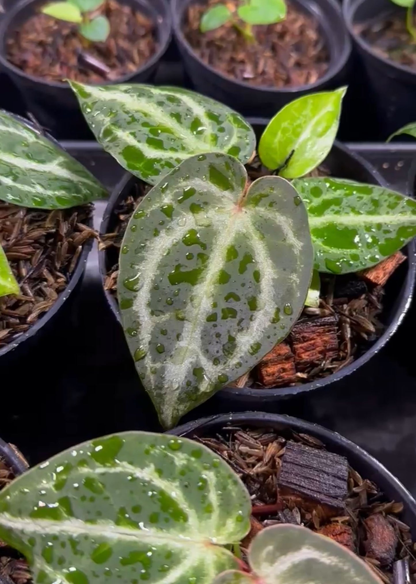 Anthurium "Red Crystallinum" NSE Grower's Choice *Now In Stock* (5968P:3) | Rare Aroid