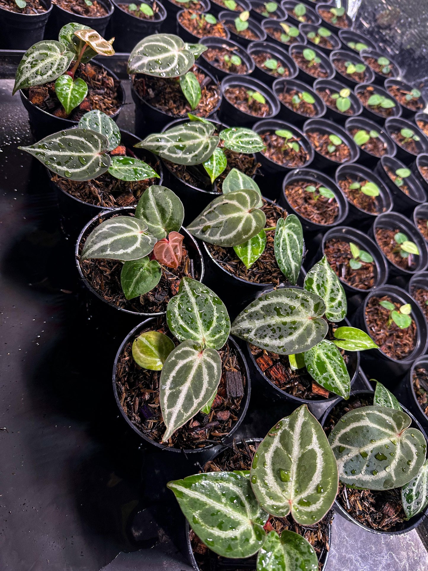 Anthurium "Red Crystallinum" NSE Grower's Choice *Now In Stock* (5968P:3) | Rare Aroid