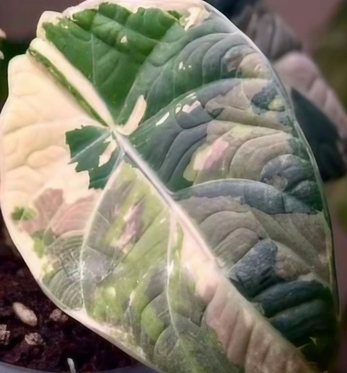 Alocasia 