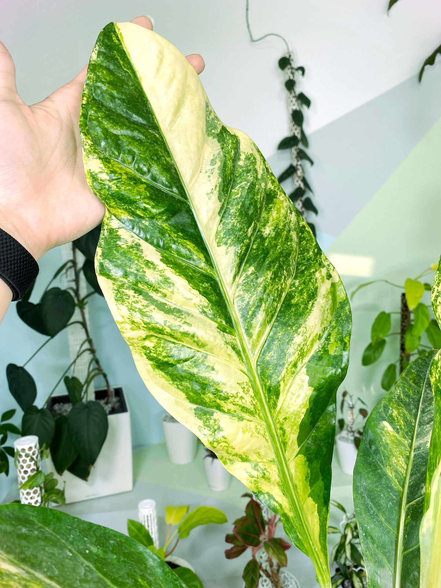 Anthurium Green Beauty variegata XXL (Z1) | Exact Plant