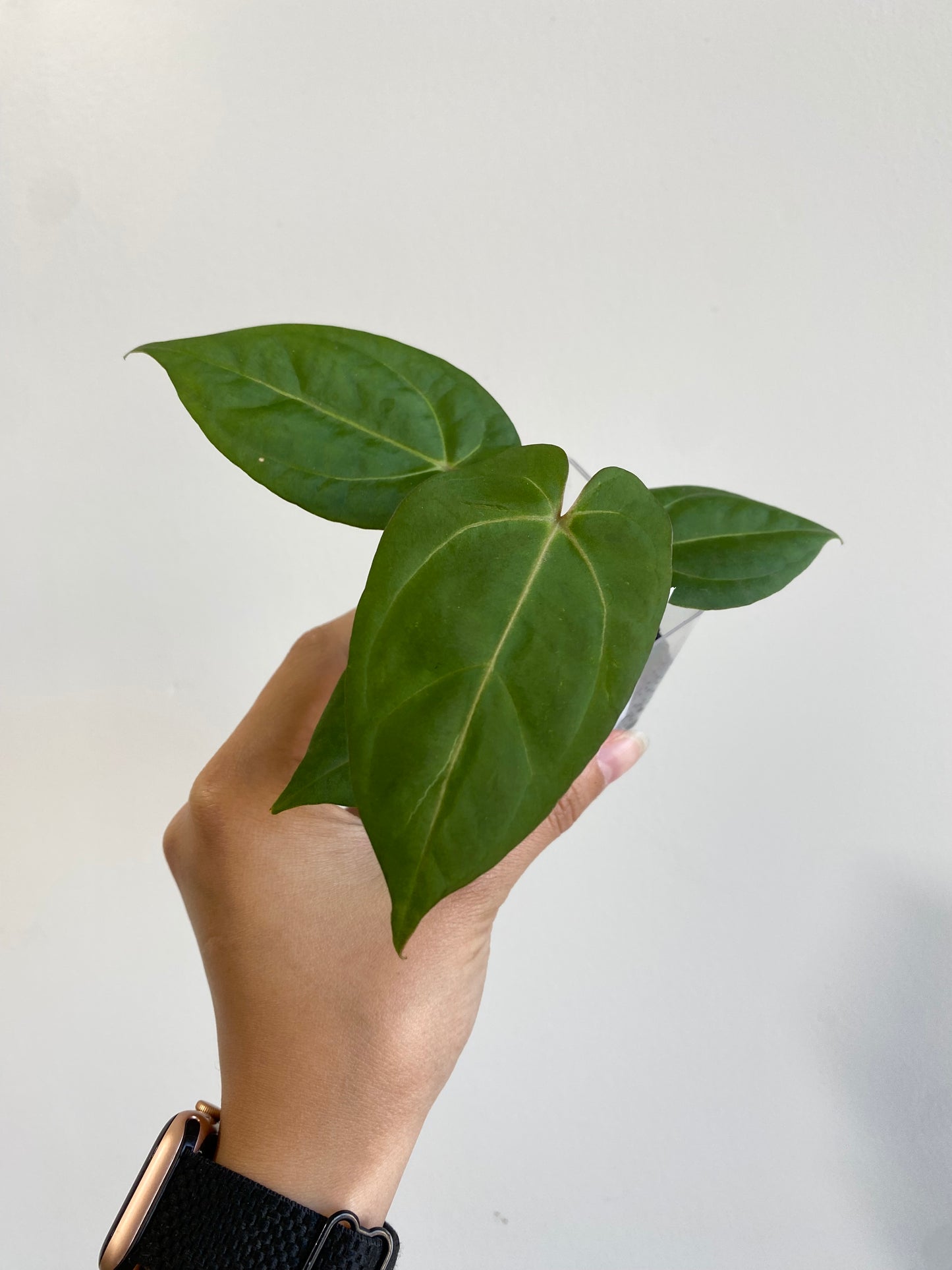Anthurium "Ace Of Spades" *Preorder* (5452P:G) | Rare Aroid