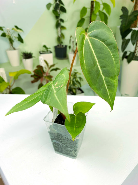 Anthurium papillilaminum × portillae (3:S9) [1385] | Exact Plant