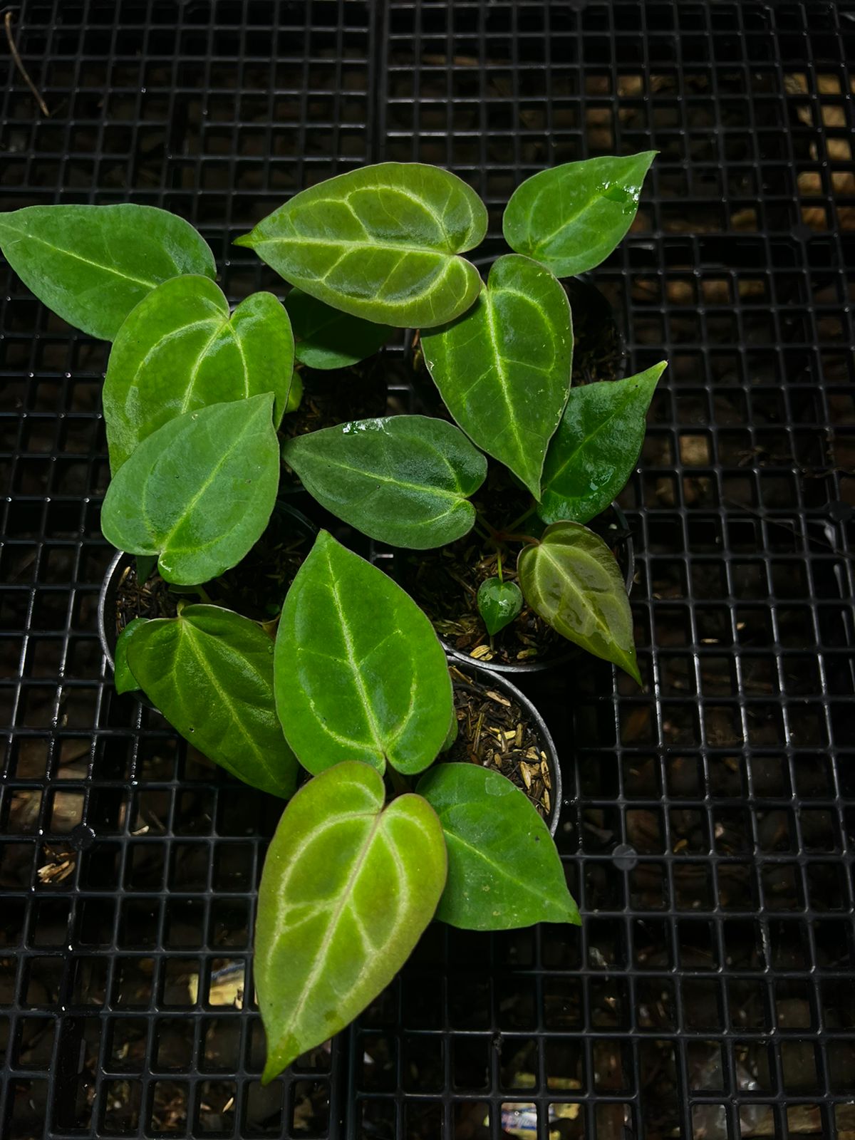 Anthurium "Silver Blush" x papillilaminum "X-One" Grower's Choice *Now In Stock* (6106P:G) | Rare Aroid