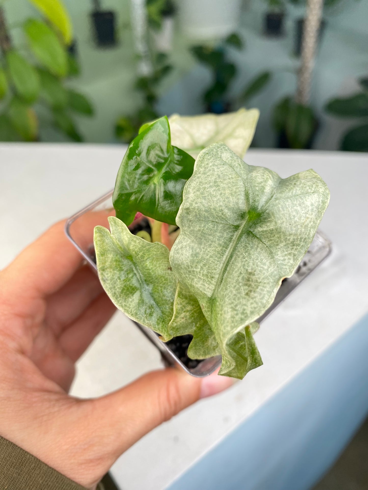 Alocasia "Pink Polly" variegated TC plantlet *Preorder* (3316P:3) | Rare Aroid