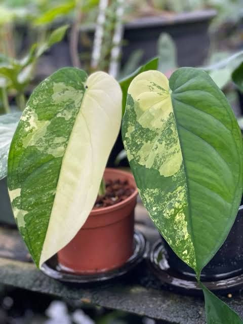 Syngonium chiapense variegated *Preorder* (5963P:3) | Rare Aroid