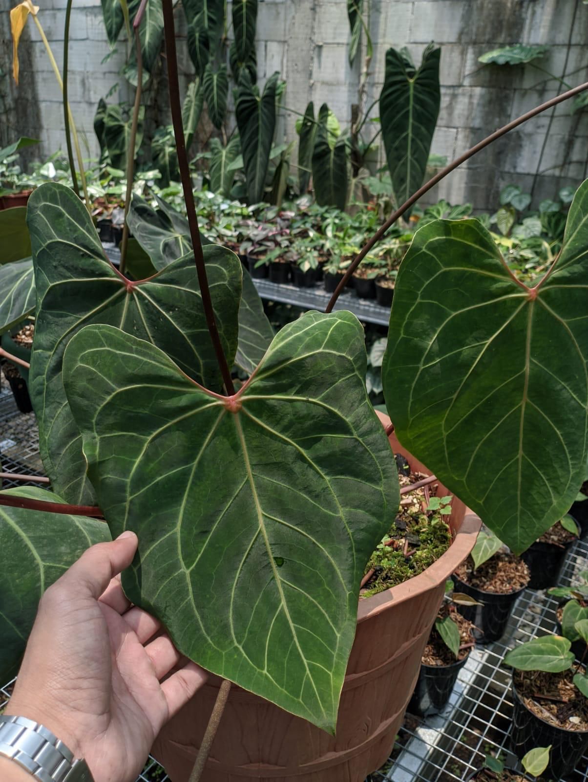 Anthurium "Red Java" Small Size Grower's Choice *Now In Stock* (5887P:G) | Rare Aroid