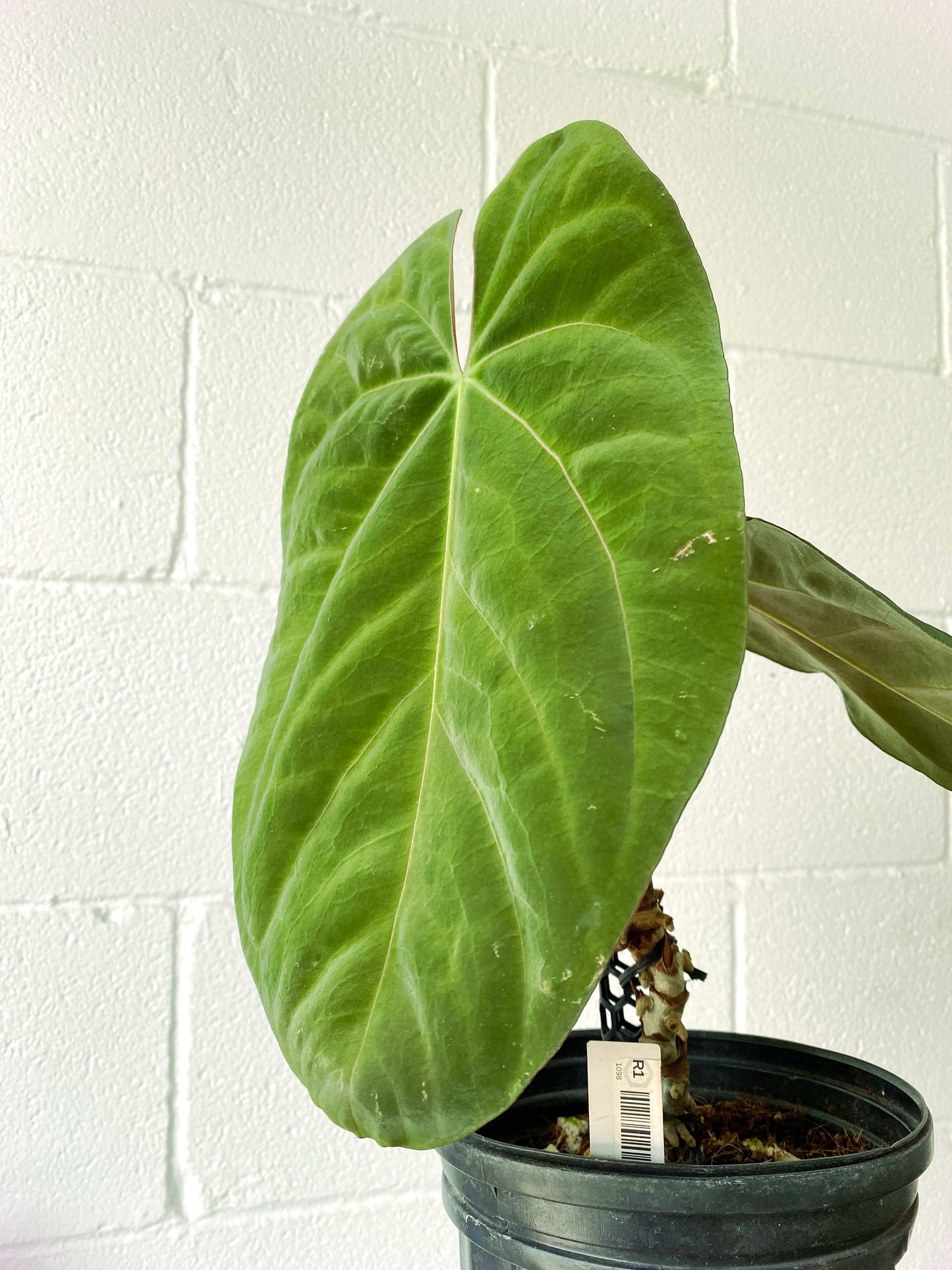 Anthurium Dark Phoenix XXL Mature (R1) | Exact Plant