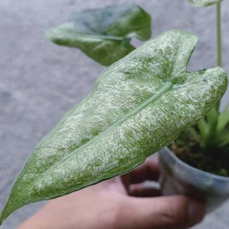Alocasia micholitziana Variegated 'Mint' 2.5" *Preorder* (2192P:3) | Rare Aroid