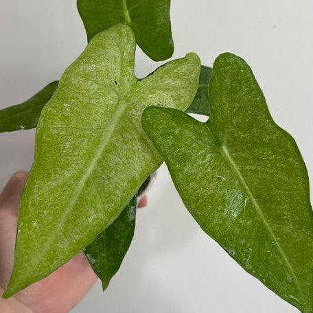 Alocasia micholitziana Variegated 'Mint' 2.5" *Preorder* (2192P:3) | Rare Aroid