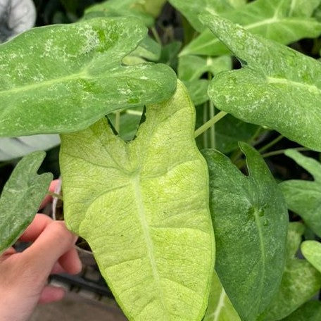 Alocasia micholitziana Variegated 'Mint' 2.5" *Preorder* (2192P:3) | Rare Aroid