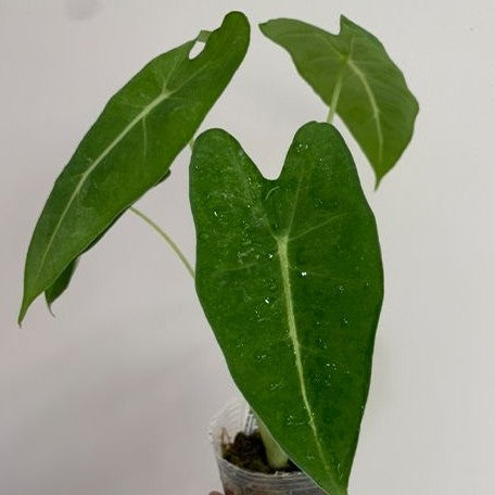 Alocasia micholitziana Variegated 'Mint' 2.5" *Preorder* (2192P:3) | Rare Aroid