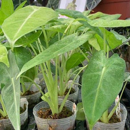 Alocasia micholitziana Variegated 'Mint' 2.5" *Preorder* (2192P:3) | Rare Aroid