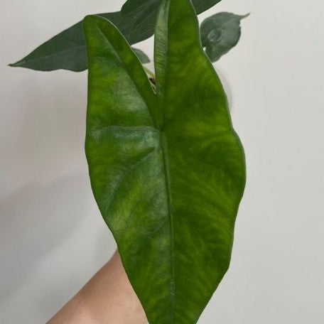 Alocasia princeps 2.5" Grower's Choice *In Stock*