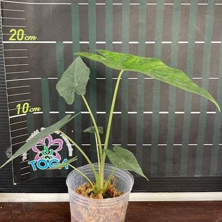 Alocasia princeps 2.5" Grower's Choice *Now In Stock* (2198P:G) | Rare Aroid