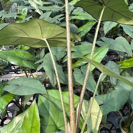 Alocasia princeps 2.5" Grower's Choice *In Stock*