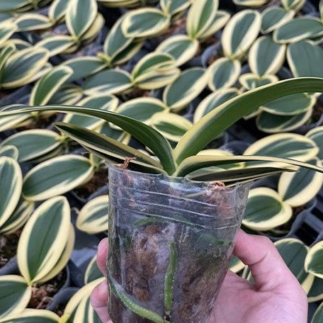 Phalaenopsis Sogo Vivien 'SOGO F858' (variegata) variegated 2.5