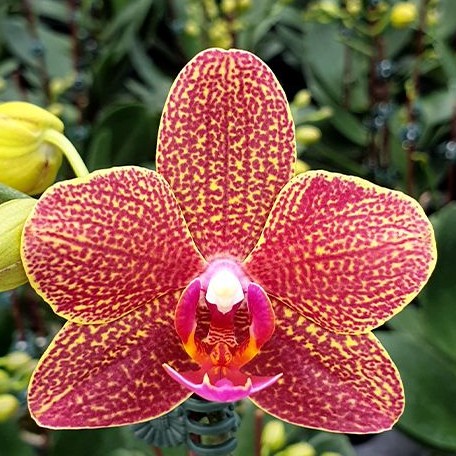 Phalaenopsis I Hsin Claire '551' (peloric 2 eyes) 2.5" *Preorder* (2638P:G) | US-Based Seller | Rare Orchid