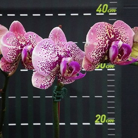Phalaenopsis OX Luna Rosa 2.5" *Preorder* (2421P:G) | US-Based Seller | Rare Orchid