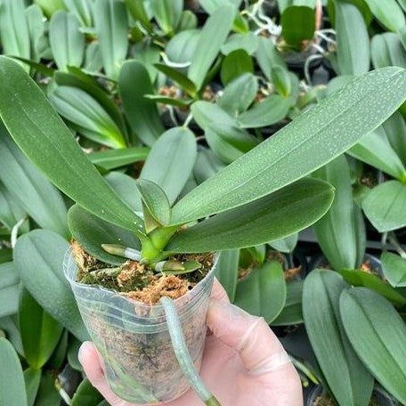Phalaenopsis OX Luna Rosa 2.5" *Preorder* (2421P:G) | US-Based Seller | Rare Orchid