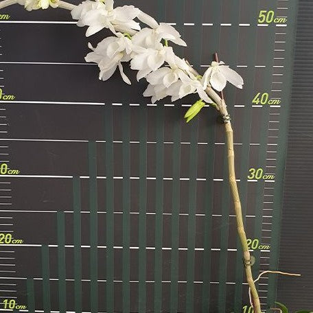 Dendrobium superbum (= anosmum) var. alba × sib 2.5" *Preorder* (2369P:G) | US-Based Seller | Rare Orchid