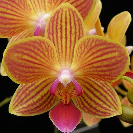 Phalaenopsis Chingruey's Goldstaff '520' (peloric) 2.5" *Preorder* (2611P:G) | US-Based Seller | Rare Orchid