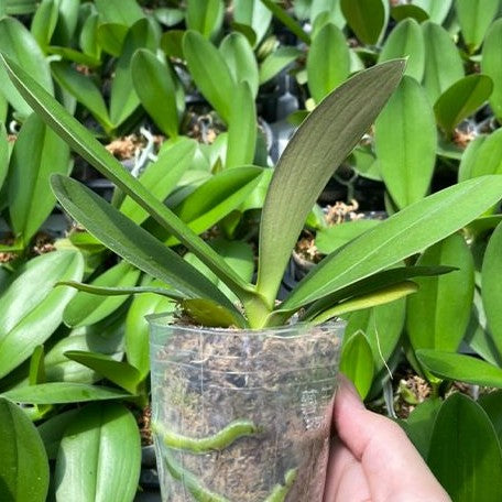 Phalaenopsis Chingruey's Goldstaff '520' (peloric) 2.5" *Preorder* (2611P:G) | US-Based Seller | Rare Orchid