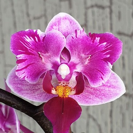 Phalaenopsis Miki Pink Fox (variegata & peloric)... Grower's Choice *Now In Stock* (5390P:3) | Rare Orchid