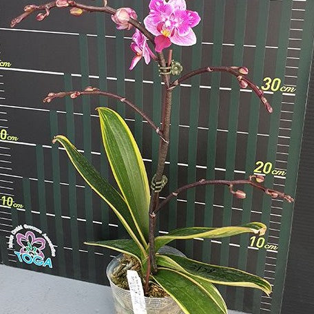 Phalaenopsis Miki Pink Fox (variegata & peloric) variegated 2.5" *Preorder* (5390P:3) | US-Based Seller | Rare Orchid