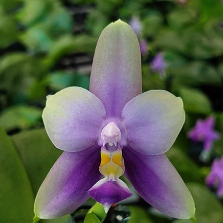Phalaenopsis Samera var. blue × sib 2.5" Grower's Choice *Now In Stock* (5929P:3) | Rare Orchid