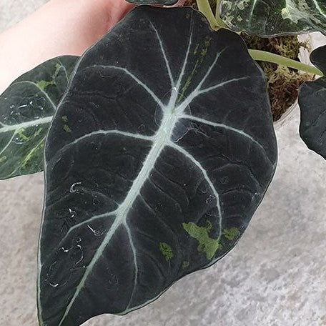 Alocasia reginula Variegated 2.5" *Preorder* (2183P:3)