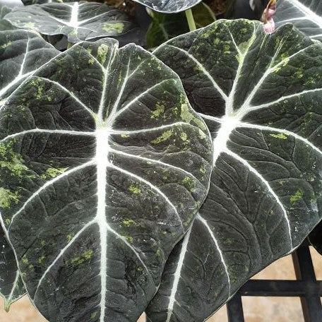 Alocasia reginula Variegated 2.5" *Preorder* (2183P:3)
