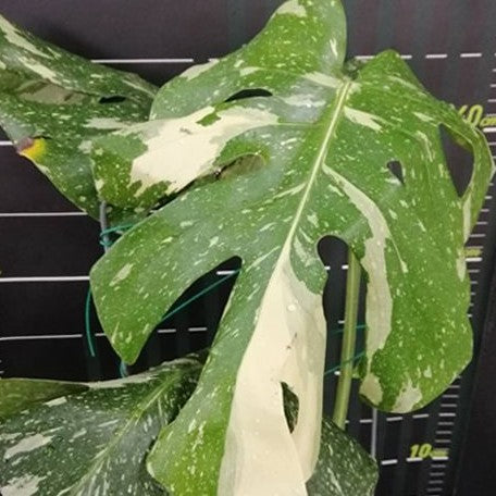 Monstera deliciosa 'Thai Constellation' variegated 1.7" *Preorder* (3924P:G) | Rare Aroid