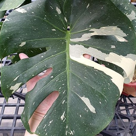 Monstera deliciosa 'Thai Constellation' variegated 1.7" *Preorder* (3924P:G) | Rare Aroid