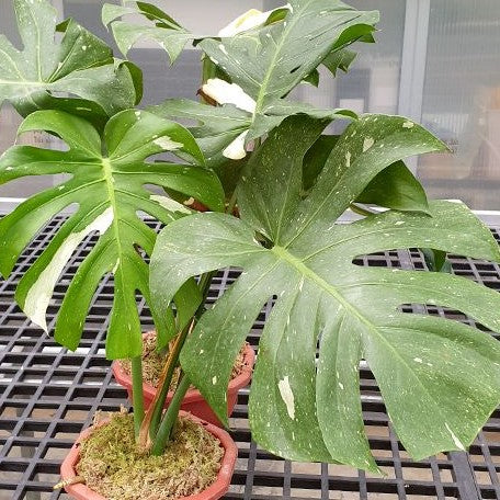 Monstera deliciosa 'Thai Constellation' variegated 1.7" *Preorder* (3924P:G) | Rare Aroid