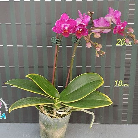 Phalaenopsis Sogo Yenlin 'Coffee' (variegata 2 eyes) variegated 2.5