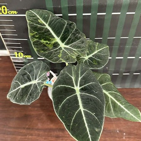 Alocasia reginula Variegated 2.5" *Preorder* (2183P:3)