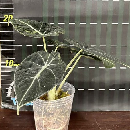 Alocasia reginula Variegated 2.5" *Preorder* (2183P:3)