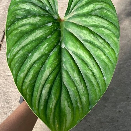 Philodendron plowmanii 'Watermelon' 3.0" *Preorder* (3874P:G) | Rare Aroid