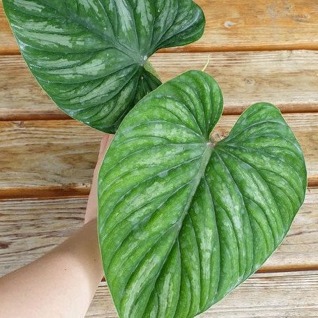 Philodendron plowmanii 'Watermelon' 3.0" *Preorder* (3874P:G)