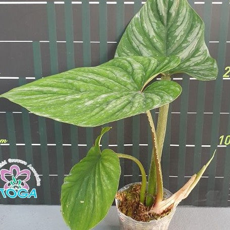 Philodendron plowmanii 'Watermelon' 3.0" *Preorder* (3874P:G) | Rare Aroid