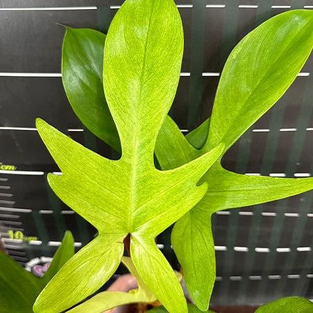 Philodendron Florida Ghost variegated 2.5" *Preorder* (5455P:G) | US-Based Seller | Rare Aroid
