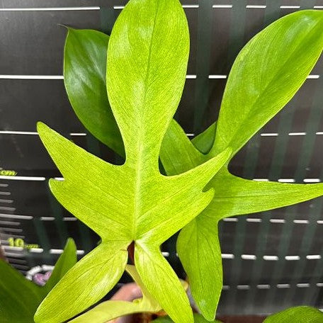 Philodendron Florida Ghost 2.5" Grower's Choice *Now In Stock* (5455P:G) | Rare Aroid