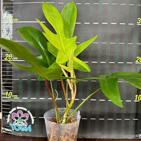 Philodendron Florida Ghost variegated 2.5" *Preorder* (5455P:G) | US-Based Seller | Rare Aroid