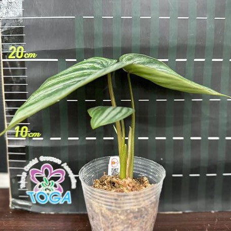 Philodendron plowmanii 'Watermelon' 3.0" *Preorder* (3874P:G)