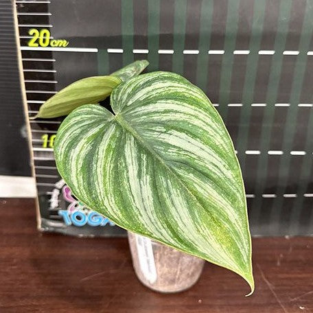 Philodendron plowmanii 'Watermelon' 3.0" *Preorder* (3874P:G)